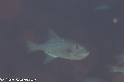 Oceanic Triggerfish