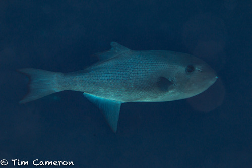 Oceanic Triggerfish