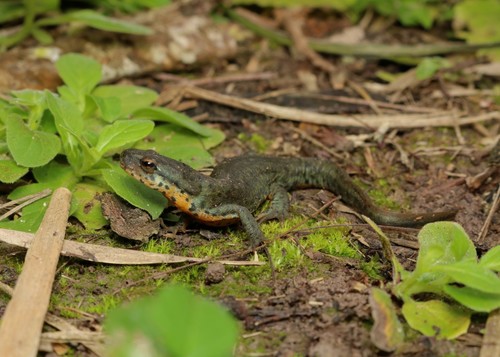 Black-spotted Newt