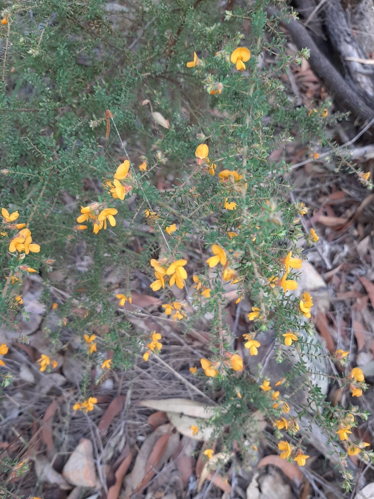 Hairy Bush Pea From Nathan Qld Australia On July At Pm By Karen Hume