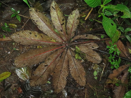 Cecropia angustifolia image