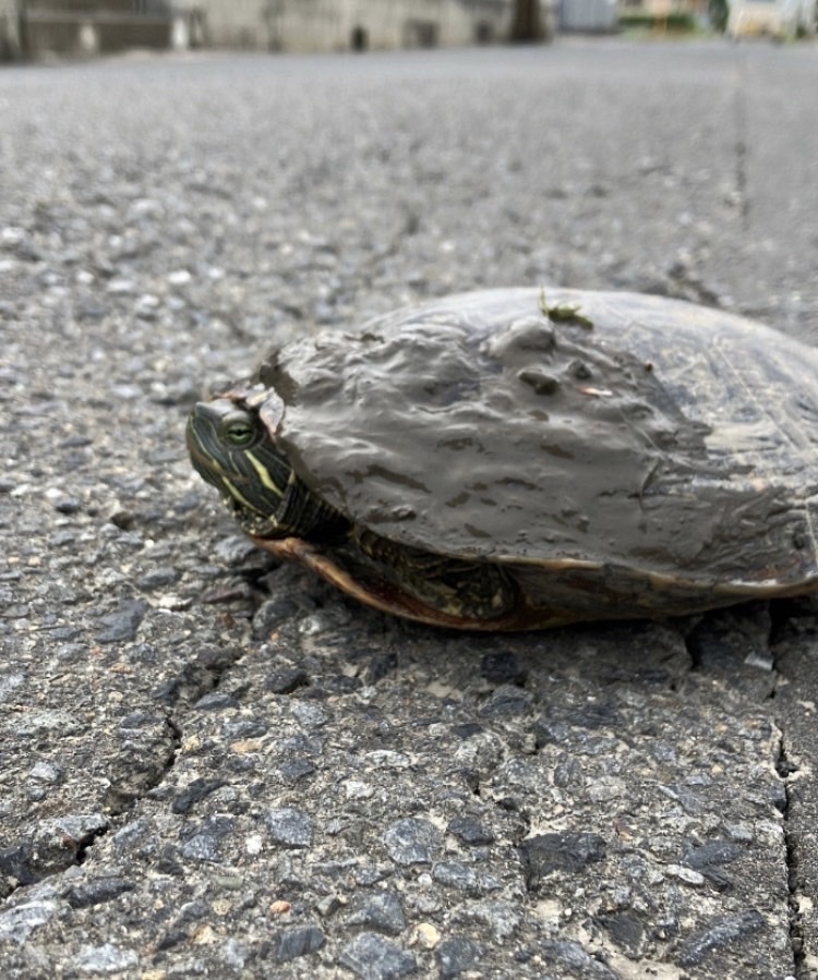 Deirochelyine Turtles from 岩舟町新里, 栃木市, 栃木県, JP on July 14, 2023 at 05: ...