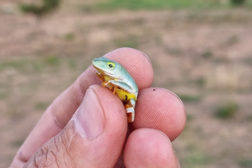 Monard's Reed Frog