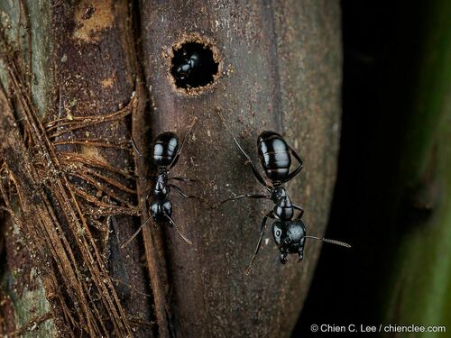 Camponotus contractusCamponotus contractus