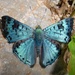 Mariposa Azul Brillante de Parche Negro - Photo (c) Steven Daniel, todos los derechos reservados, uploaded by Steven Daniel