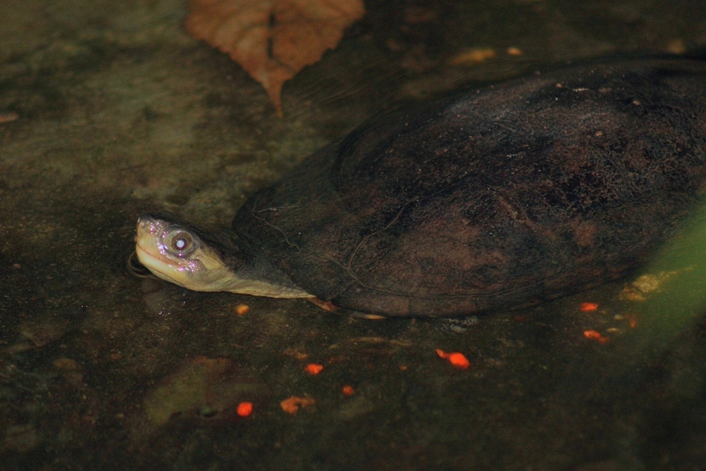 Ryukyu Yellow Pond Turtle in July 2023 by dobbby · iNaturalist