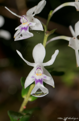 Endresii Orchid