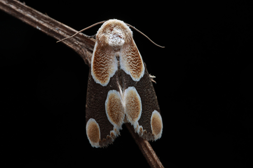 Cymatophoropsis trimaculata