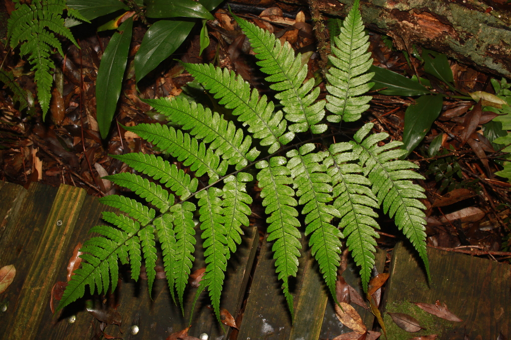 Diplazium griffithii (Diplazium griffithii)