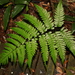 Diplazium griffithii - Photo (c) Bridelia, all rights reserved, uploaded by Bridelia