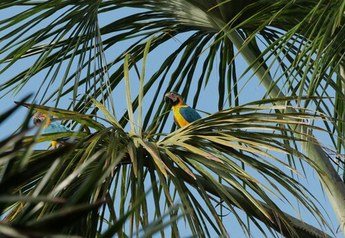 Blue-and-yellow Macaw