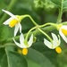 Eastern Black Nightshade - Photo (c) Frances, all rights reserved