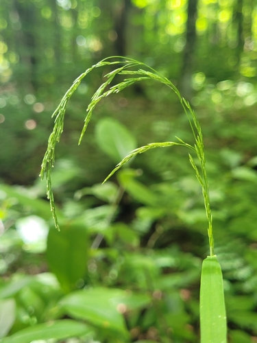 drooping woodreed (Cinna latifolia)