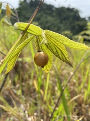 Muntingia calabura image