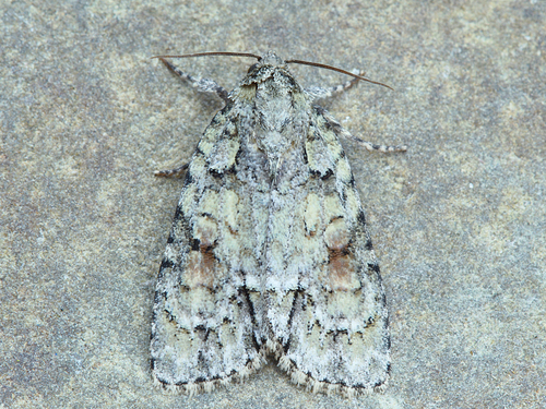 Lesser Oak Dagger