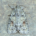 Acronicta exilis - Photo (c) Michael King, όλα τα δικαιώματα διατηρούνται, uploaded by Michael King