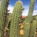 Cleistocactus parviflorus - Photo (c) acoval, all rights reserved, uploaded by acoval