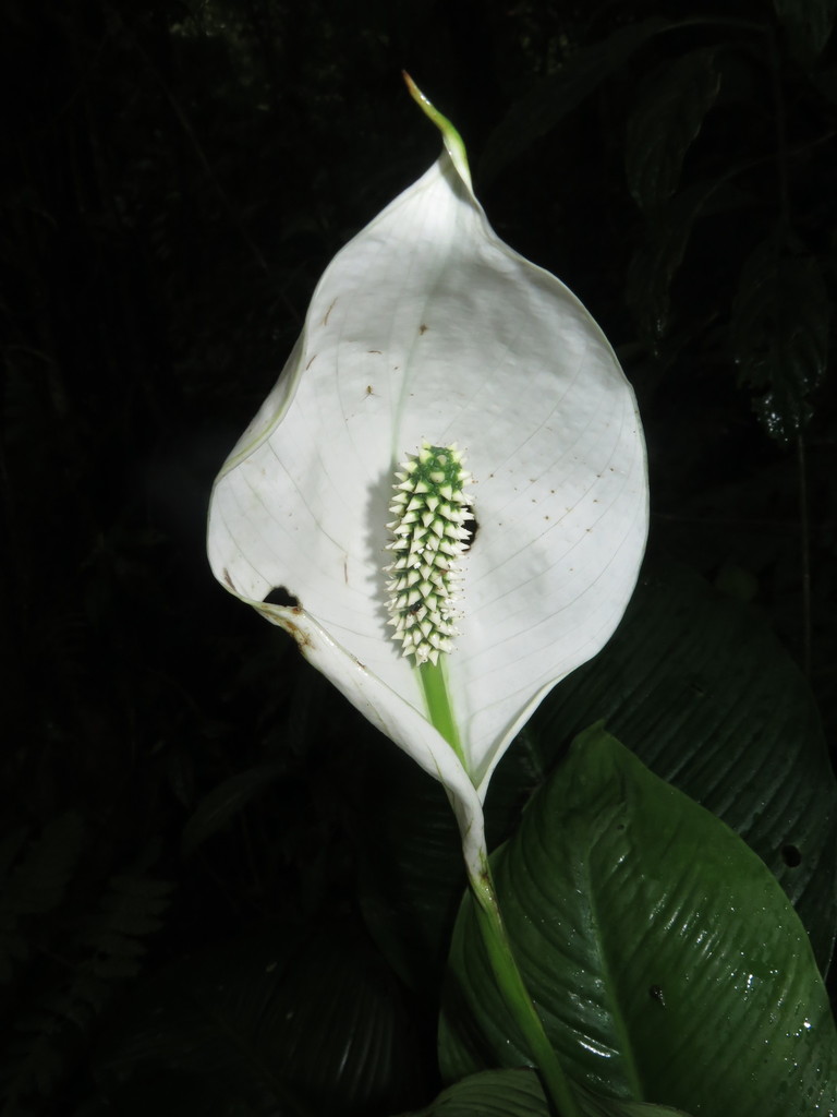 Fotos de Cunas de Moisés (Género Spathiphyllum) · NaturaLista Mexico
