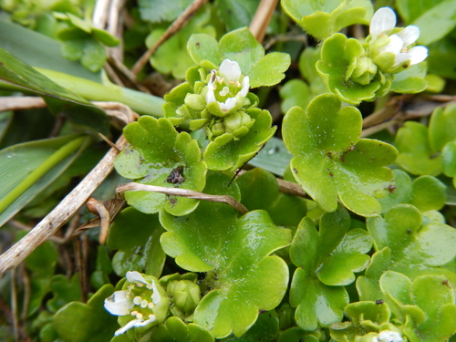 Saxifraga rivularis L.