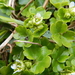 Bract Saxifrage - Photo (c) Ryan O'Donnell, all rights reserved, uploaded by Ryan O'Donnell