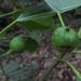 Ficus yoponensis - Photo (c) Alfredo Dorantes Euan, all rights reserved, uploaded by Alfredo Dorantes Euan