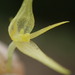 Green Bonnet Orchid - Photo (c) Rudy Gelis, all rights reserved, uploaded by Rudy Gelis