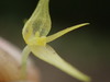 Green Bonnet Orchid - Photo (c) Rudy Gelis, all rights reserved, uploaded by Rudy Gelis