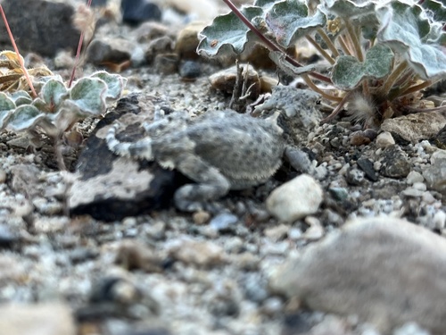 iNaturalist observation photo of Desert Horned Lizard