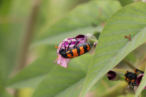 Ceroctis marshalli · iNaturalist