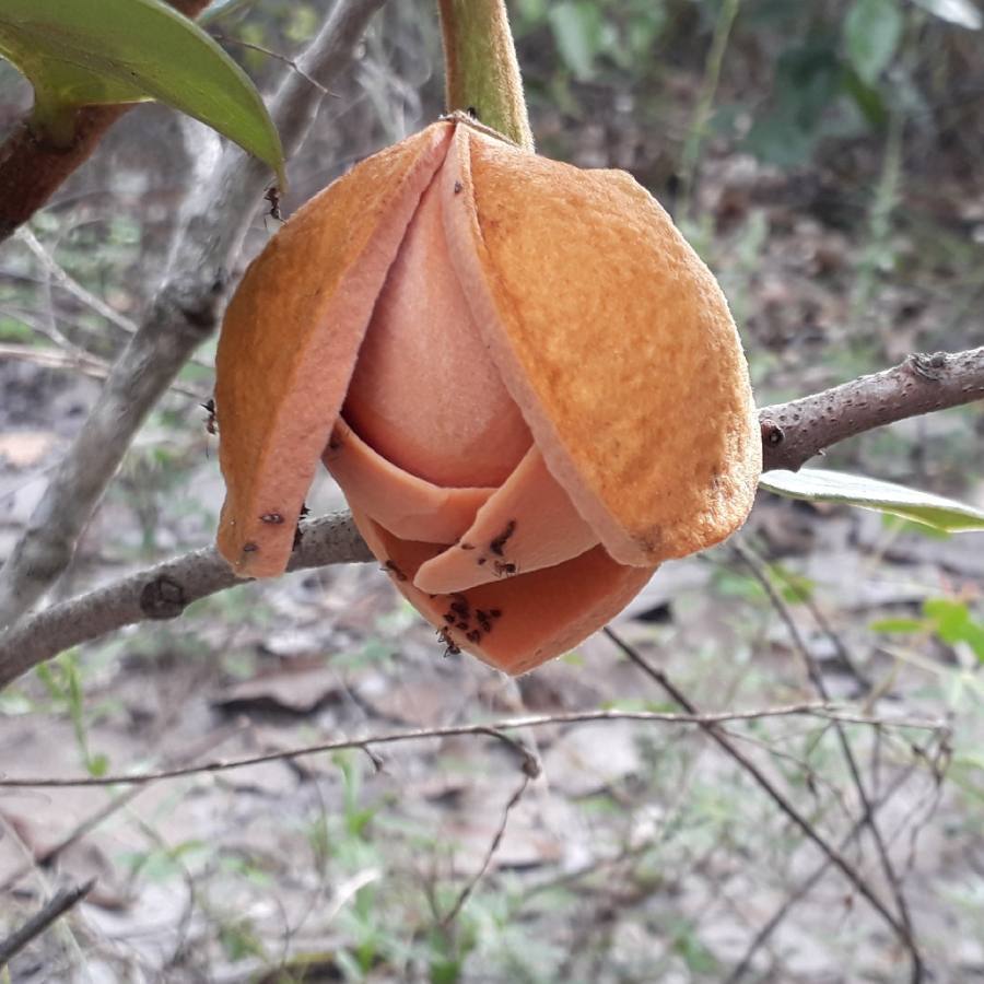 Annona coriacea (Ariticum-catí, Jaca do Campo)