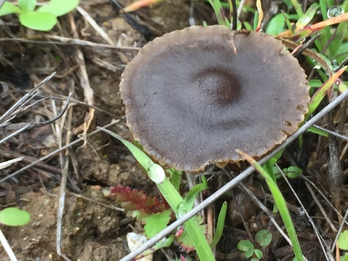 Entoloma sericeum