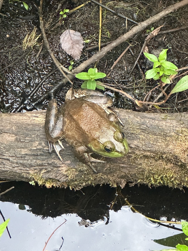 American Bullfrog from Blue Heron Pond Park, New York, NY, US on July