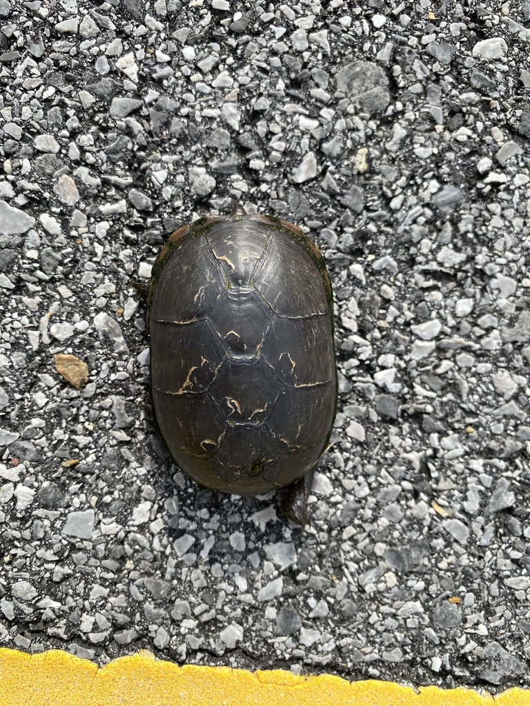 Eastern Mud Turtle from Bayou Heron Rd, Moss Point, MS, US on July 14 ...