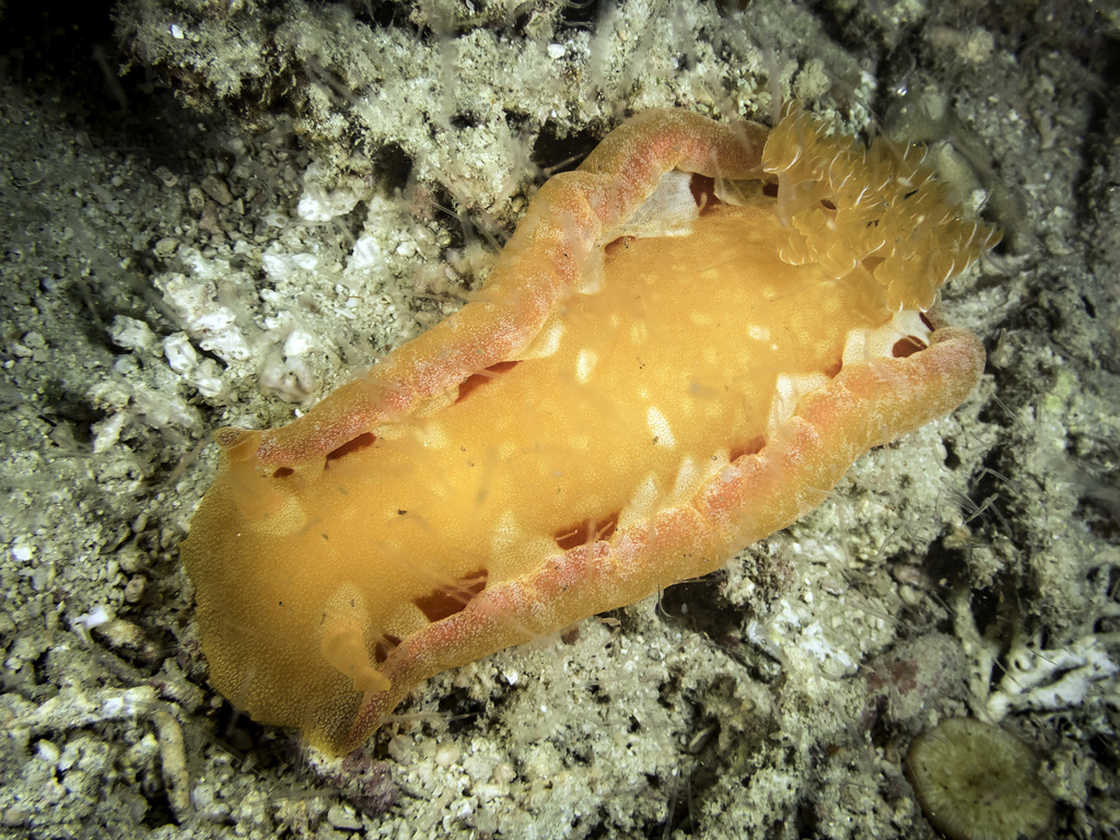 Spanish Dancer Nudibranch