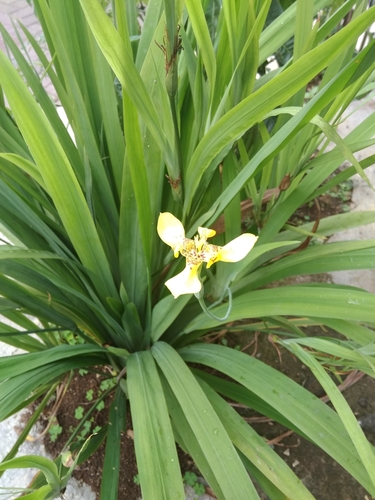 yellow walking iris