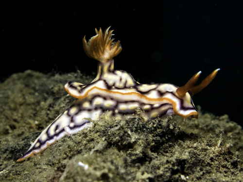 Hypselodoris jacksoni N.G.Wilson & Willan, 2007