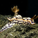 Hypselodoris jacksoni - Photo (c) jim-anderson, all rights reserved, uploaded by jim-anderson