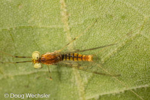Stenacron gildersleevei