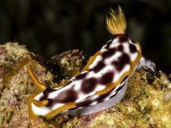 Hypselodoris purpureomaculosa image