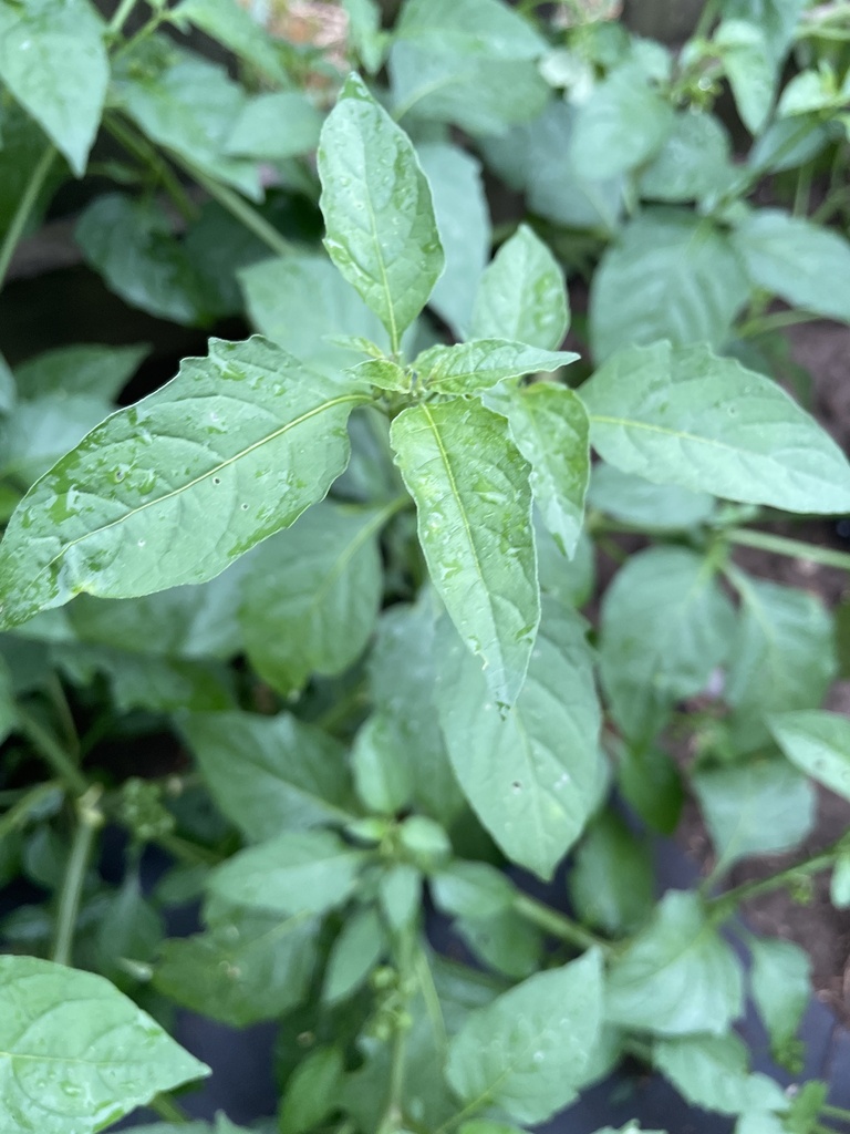 eastern black nightshade from Gladstone Blvd, Kansas City, MO, US on ...