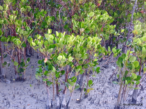 Aegialitis rotundifolia