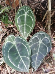 Image of Anthurium forgetii