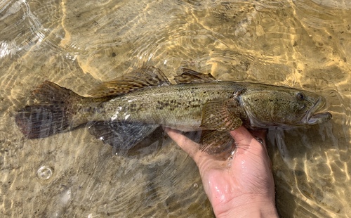 Bigmouth Sleeper