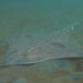 New Zealand Rough Skate - Photo (c) Albeer, all rights reserved, uploaded by Albeer