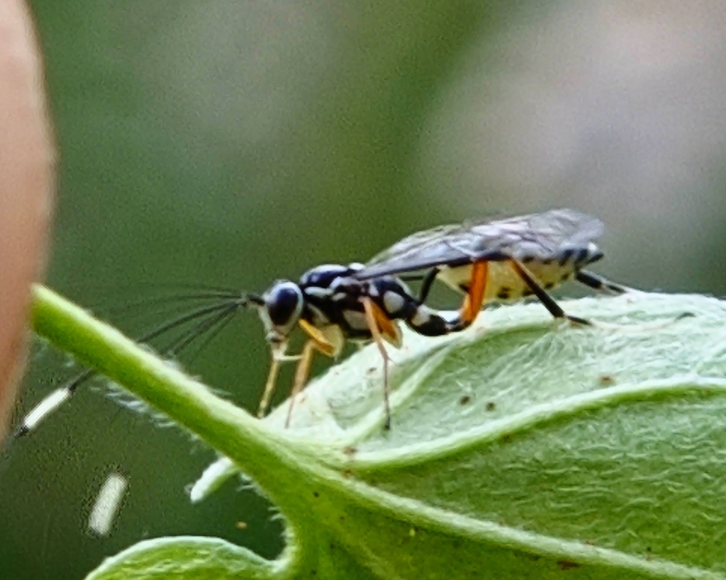 Lemon Tree Borer Parasitoid Wasp in July 2023 by Nick · iNaturalist