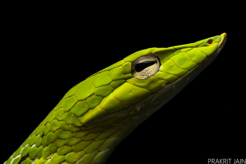 Oriental Whipsnake