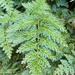 Selaginella willdenowii - Photo (c) Jasmine White, todos los derechos reservados, subido por Jasmine White