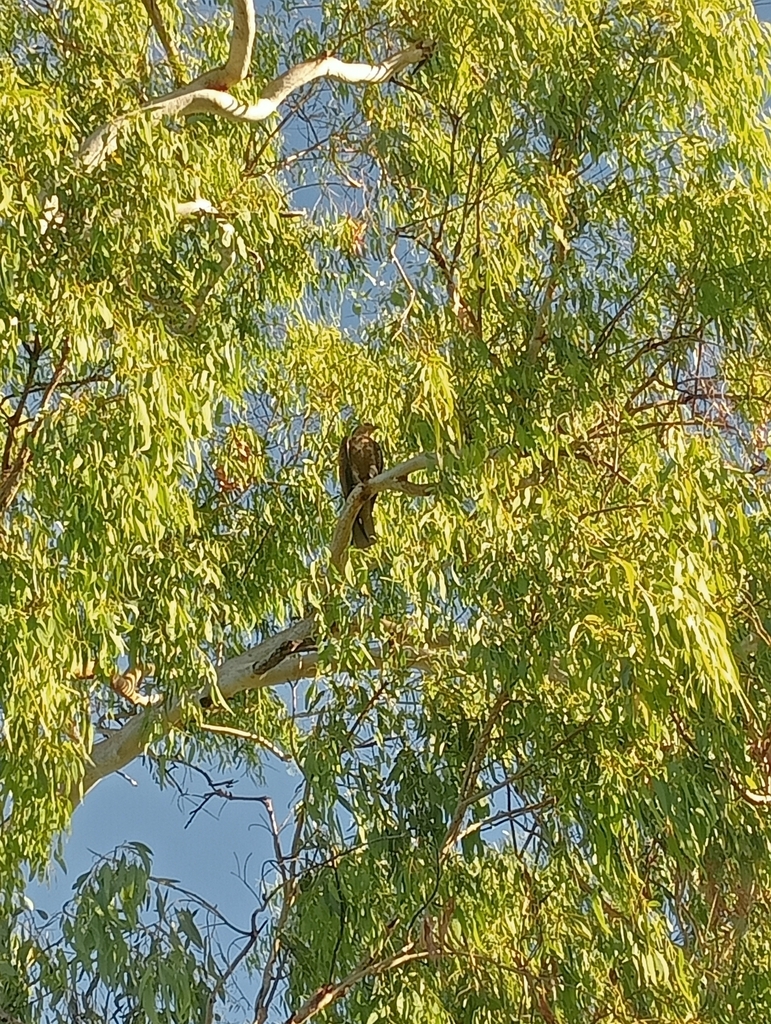 Whistling Kite from Fitzroy River Lodge on July 15, 2023 at 0803 AM by