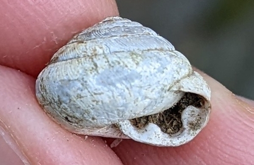 dvojzubka (Perforatella)