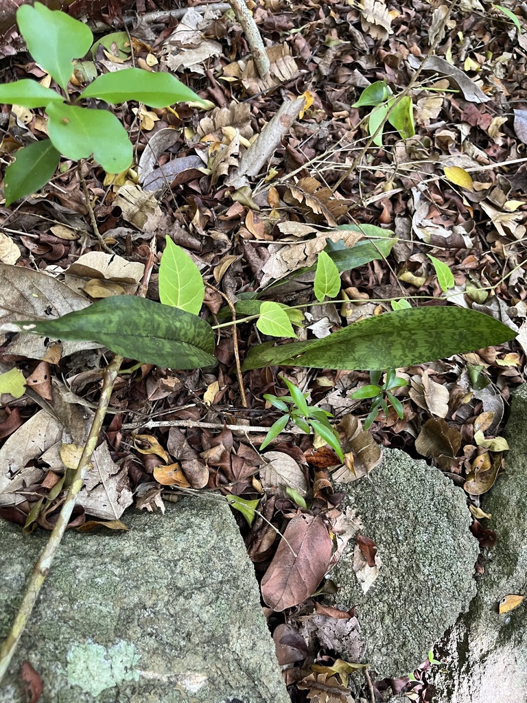 Monk Orchid from Culebra National Wildlife Refuge, Culebra, Puerto Rico ...